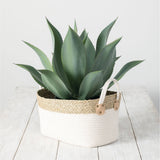 POTTED AGAVE PLANT