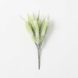 Fuzzy Fox Tail Grass Bush