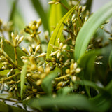 Seeded Blade Eucalyptus Bush