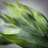 Frosted Green Stem