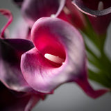 LUSH PLUM CALLA LILY BUNCH