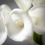 LUSH WHITE CALLA LILY BUNCH