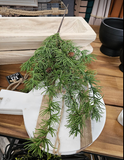Hanging Cypress Spray 19" Green (XM23)