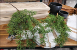 Hanging Cypress Spray 19" Green (XM23)