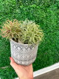 Grey Textured Terracotta Planters