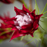 Mini Protea Spray