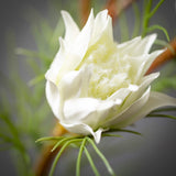 Mini Protea Spray