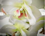 Potted Phalanenopsis Orchid