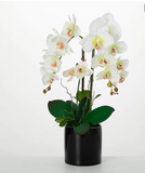 Potted Phalanenopsis Orchid