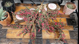 Cedar and Berry Spray 28" Green/Red  (XM23)