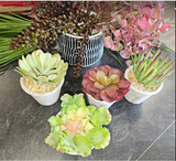 Planted Succulent Assortment