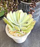 Planted Succulent Assortment