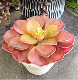 Planted Succulent Assortment
