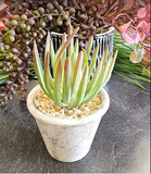 Planted Succulent Assortment