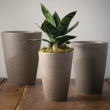Potted Sanseveria
