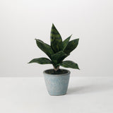 Potted Sanseveria