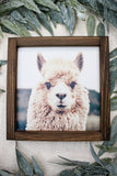 Cash Llama Alpaca Sign