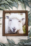 Sunshine Sheep Sign