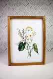 Summer Wild Flower Collection