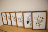Summer Wild Flower Collection