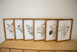 Summer Wild Flower Collection